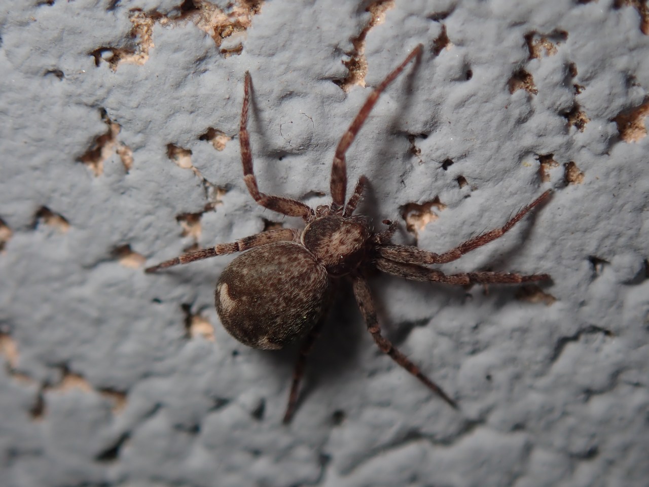 Pulchellodromus bistigma Pulchellodromus bistigma